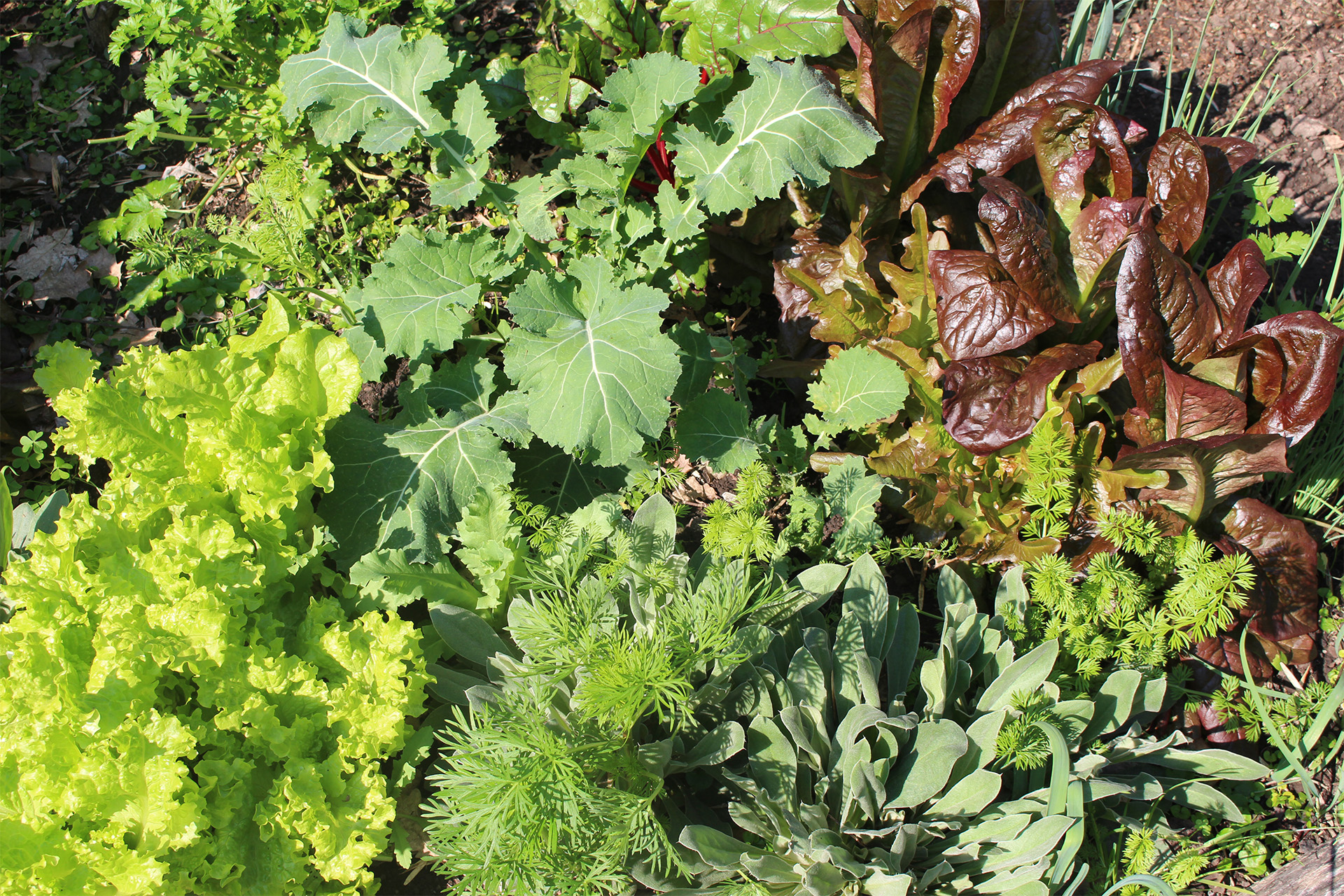 JARDÍN COMESTIBLE YEI PORA